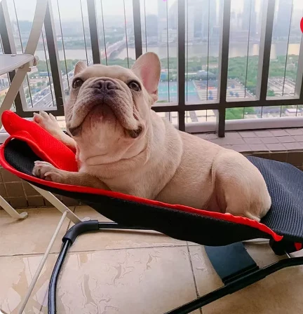 Lujosa 💎 mecedora portátil ajustable para perros y gatos 🐶🐱 PETSPRO💤 - Imagen 4